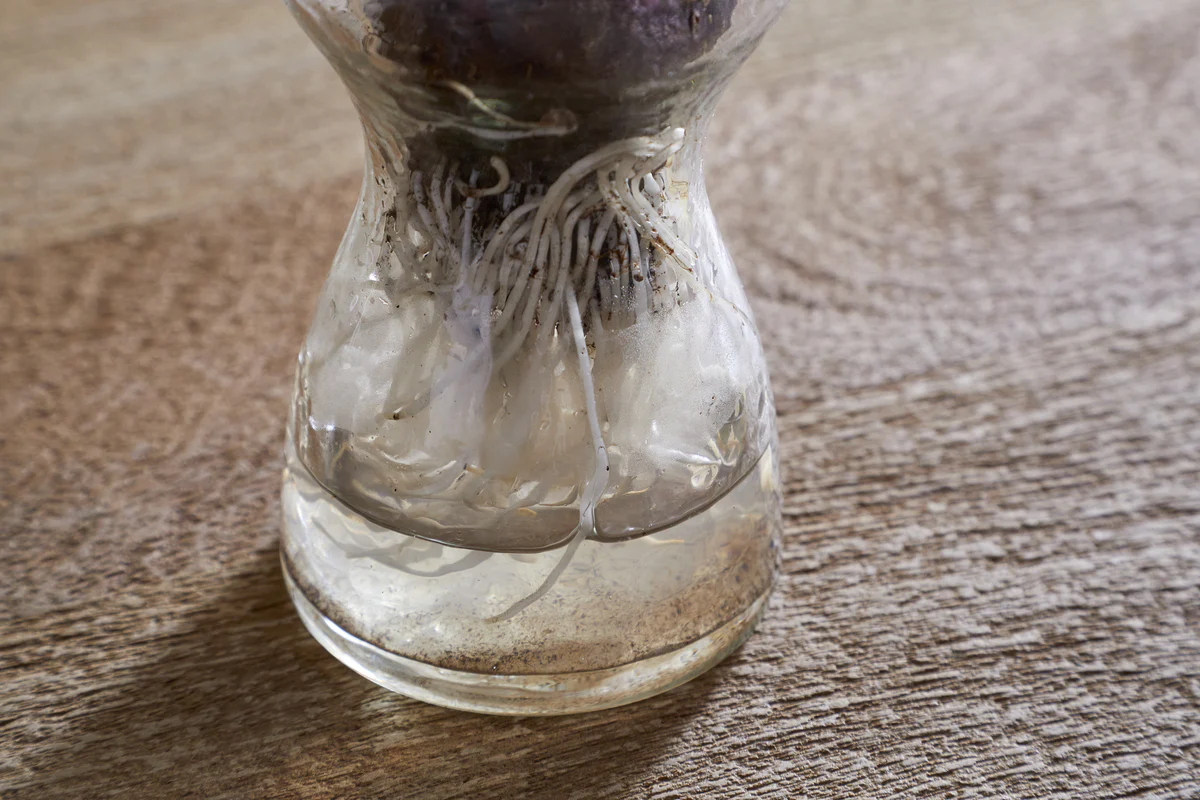 Enir Hyacinth Vase - Clear - Image 4